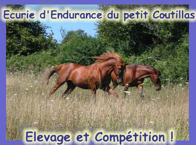 Ecurie d'Endurance du petit Coutillas, Elevage et Compétition !