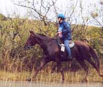 Brise d'Avril II ( Kesberoy** et Olympia***) 160kms Florac 2001 - Actuellement poulinière à l'élevage de chevaux d'endurance du coutillas Cliquez !