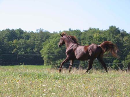 Vidéo de Kanda'haar étalon arabe endurance à l'élevager de chevaux d'endurance du coutillas